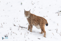 Lynx boréal