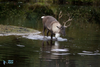 Caribou