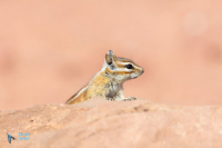 Chipmunk-Tamias