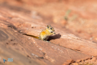 Chipmunk-Tamias