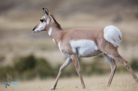Antilope d'Amérique.