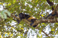 Singe hurleur à manteau