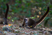 Coati brun