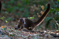 Coati brun