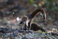 Coati brun