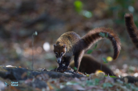 Coati brun