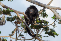 Singe hurleur à manteau