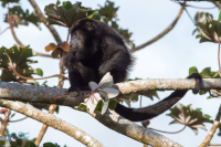 Singe hurleur à manteau