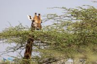 Girafe de Rothchild