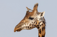Girafe de Rothchild et piqueboeuf à bec rouge