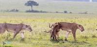 Lionnes et lionceau