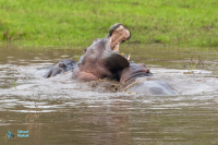 Hippopotame amphibie