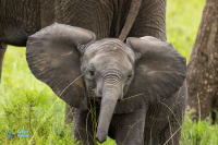 Eléphant d'Afrique