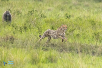 Babouin, Guépard