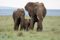 Eléphant d'Afrique