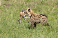 Hyène tachetée et jeune Impala