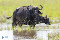 Buffle d'Afrique