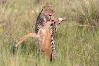 Guépard avec jeune impala