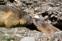 Marmotte