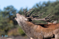 Cerf Eulaphe