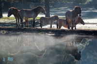 Cheval de Przewalski