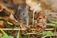 Souris grise
