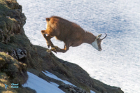Chamois
