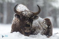 Bison d'Europe