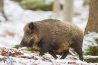 Sanglier