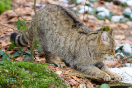 Chat forestier-sauvage