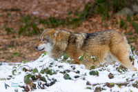 Loup gris