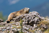 Marmotte des Alpes