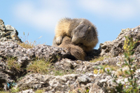 Marmotte des Alpes