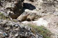 Marmotte des Alpes