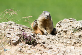 Marmotte des Alpes