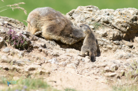 Marmotte des Alpes