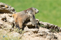 Marmotte des Alpes