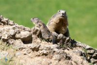 Marmotte des Alpes