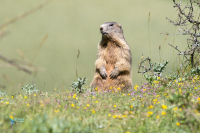 Marmotte des Alpes