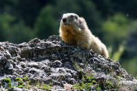 Marmotte des Alpes