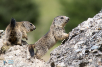 Marmotte des Alpes