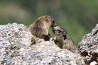 Marmotte des Alpes