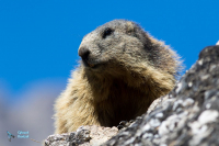 Marmotte des Alpes
