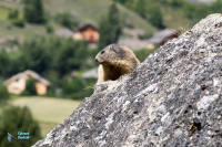 Marmotte des Alpes