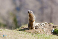 Marmotte des Alpes