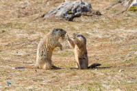 Marmotte des Alpes