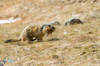 Marmotte des Alpes