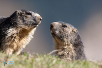 Marmotte des Alpes