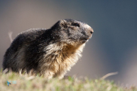 Marmotte des Alpes