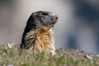 Marmotte des Alpes